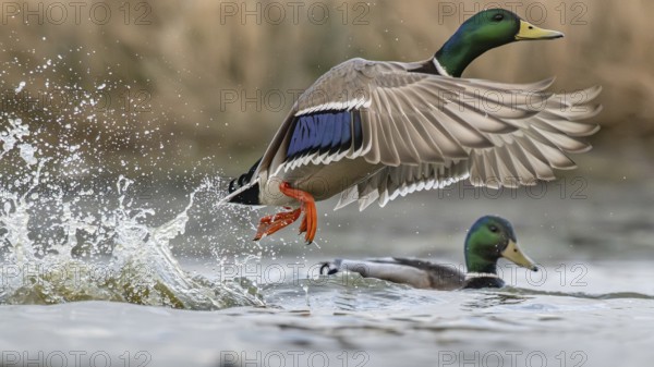 Mallard (Anas platyrhynchos) male taking flight, Schleswig-Holstein, Germany