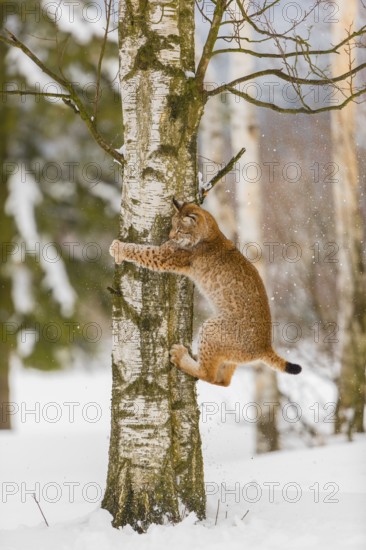 One young male Eurasian lynx, (Lynx lynx), climbing and jumping down a tree in a snow covered forest