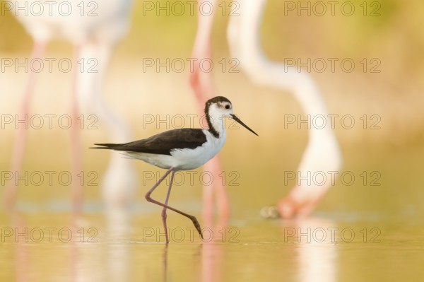 Black-winged Stilt (Himantopus himantopus) foraging, Camargue, France