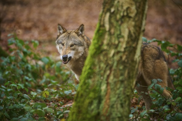 A wolf looks curiously from behind a tree in autumn forest, Wolf (Canis lupus), Germany