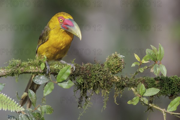 Saffron Toucanet (Pteroglossus bailloni) perched on a branch in the Atlantic rainforest of southeast Brazil