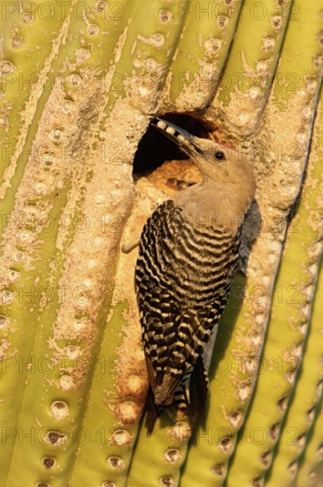 Gila Woodpecker (Melanerpes uropygialis), Arizona, USA