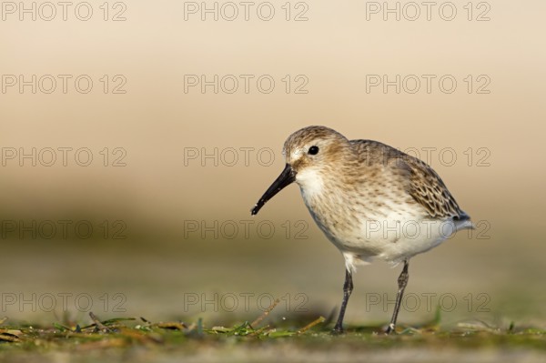 Dunlin, (Calidris alpina), snipe family, snipe, foraging, biotope, habitat, Barr Al Hikman, Shannah, Ash Sharqiyah South, Oman