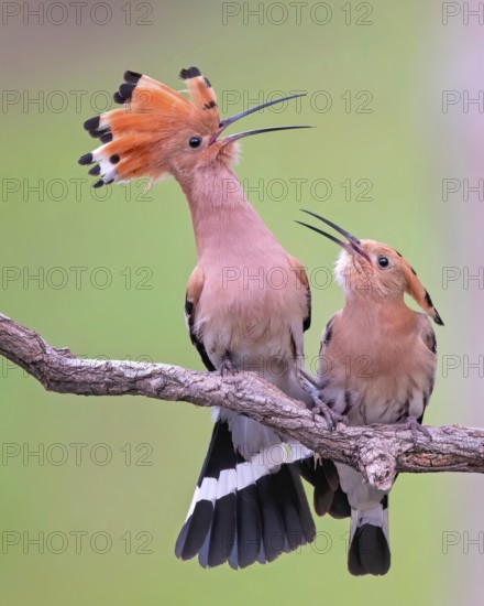 Eurasian Hoopoe (Upupa epops) pair displaying, Saxony-Anhalt, Germany