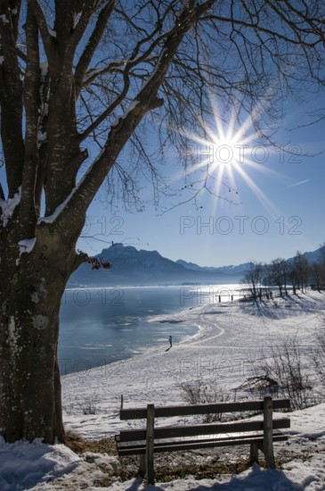 Winter idyll on Lake Forggensee in the Allgäu, in the background the Säuling (2047 m) near Füssen, Bavaria, Germany