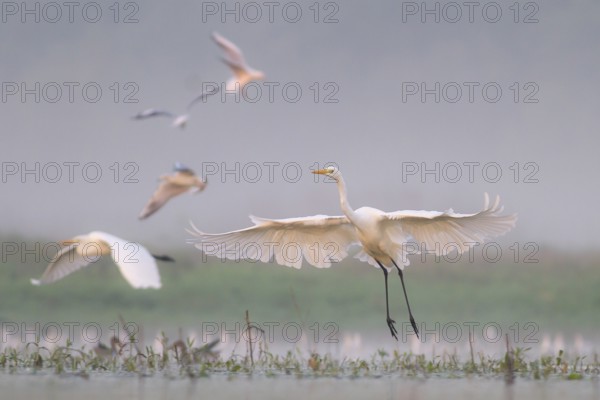 Great Egret (Ardea alba) group flying, Subotica, Serbia