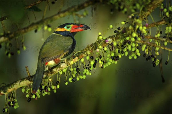 Small toucan with fruits. Golden-collared Toucanet, Selenidera reinwardtii, in the nature forest habitat. Bird in the tropic jungle, Sumaco, Napo, Ecuador