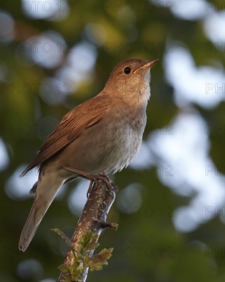 Thrush Nightingale (Luscinia luscinia), Mecklenburg-Western Pomerania, Germany
