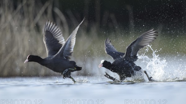 A pair of European coots gracefully glide across a serene lake in Puebla de BeleÃ±a, Spain, showcasing their distinctive black plumage and white frontal shield against a backdrop of natural beauty