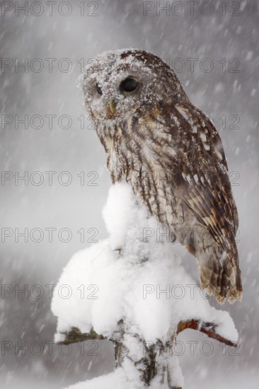 Winter wildlife scene with owl. Tawny Owl snow covered in snowfall during winter. Action snowfall scene with beautiful forest bird. Owl sitting on the tree branch with snow. Owl from Sweden, Europe