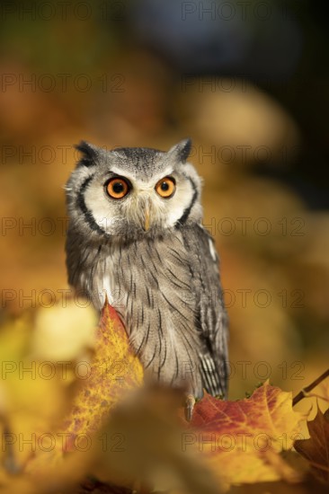 Southern White-faced Owl (Ptilopsis granti) captive, Germany
