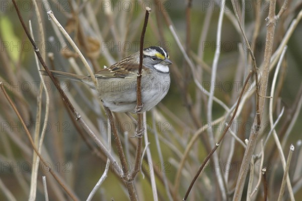 White-throated Sparrow (Zonotrichia albicollis), Ontario, Canada