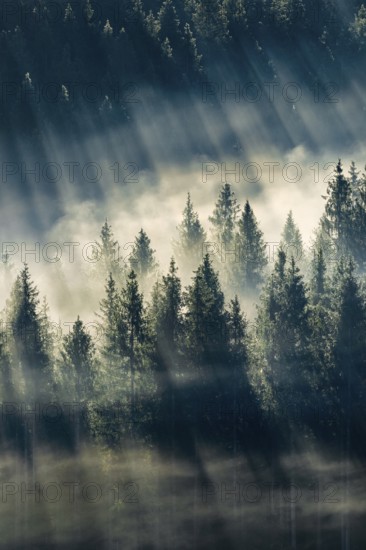 Fog and forest in Oberägeri in the canton of Zug, Switzerland