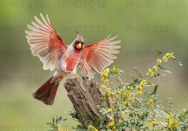 Pyrrhuloxia (Cardinalis sinuatus) male approaching a stump, Texas, USA