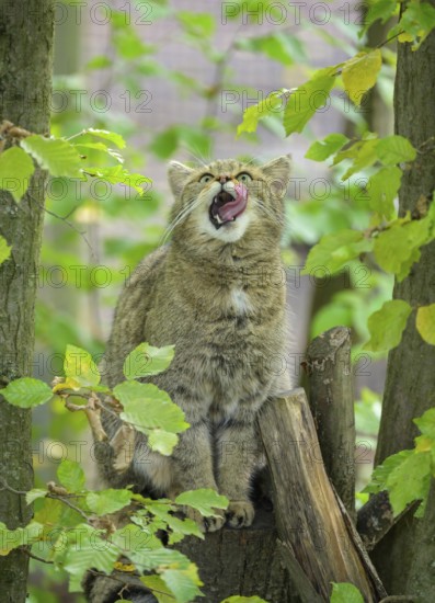 European wildcat or forest cat (Felis silvestris) in the wildcat enclosure at the Thayatal National Park House, Hardegg, Lower Austria, Austria