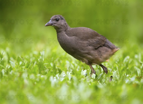 Pale-vented Bush-hen (Amaurornis moluccana ruficrissa) juvenile, Queensland, Australia