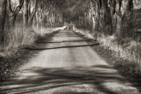 Bikeway with oaks near State domain Beberbeck, Hofgeismar, Kassel district, Hesse, Germany