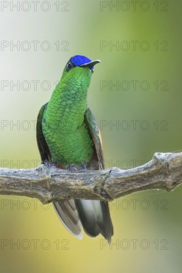 Blue-capped Hummingbird (Eupherusa cyanophrys) perched on a branch in Oaxaca, Mexico