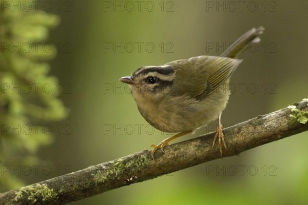 Three-striped Warbler (Basileuterus tristriatus) perched on a branch in Ecuador, South America