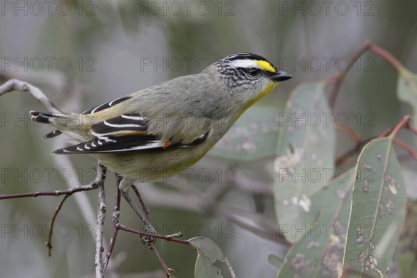 Striated Pardalote (Pardalotus striatus substriatus), Victoria, Australia