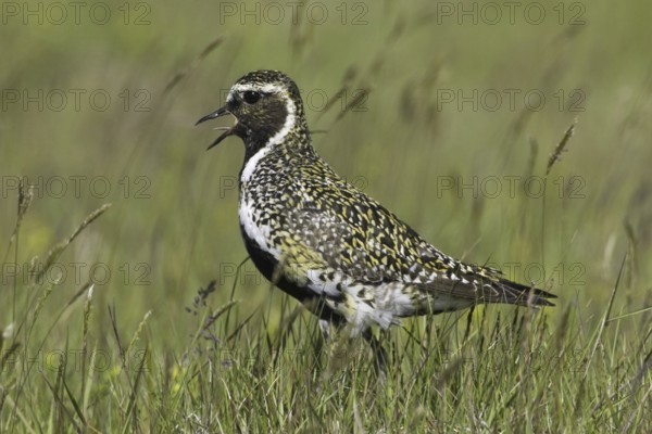 European Golden Plover (Pluvialis apricaria), Iceland
