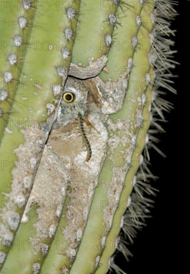 Elf Owl (Micrathene whitneyi) peering from nest hole in Saguaro cactus (Carnegiea gigantea), Arizona, USA