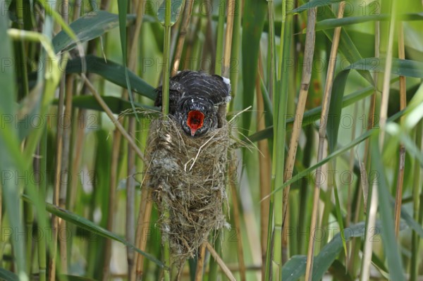 Common Cuckoo (Cuculus canorus) nearly fledged juvenile waiting in nest of Eurasian Reed Warbler on feeding, Saxony-Anhalt, Germany