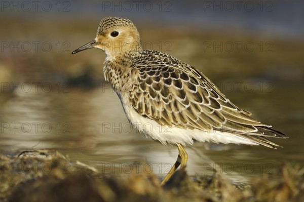 Buff-breasted Sandpiper (Calidris subruficollis), Asturias, Spain