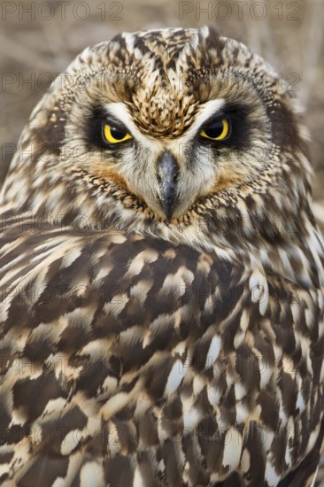 Short-eared Owl (Asio flammeus) juvenile, British Columbia, Canada