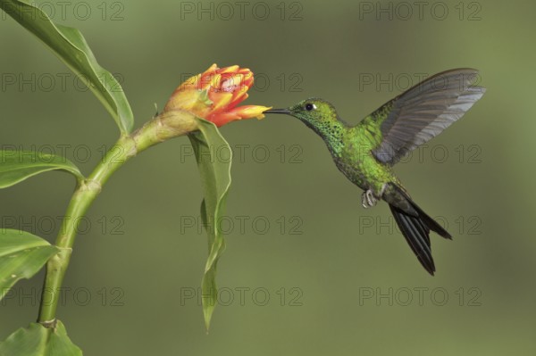 Green-crowned Brilliant (Heliodoxa jacula), Costa Rica