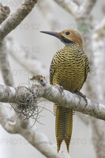 Fernandinas Flicker (Colaptes fernandinae) perched on a branch in Cuba