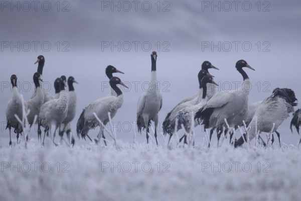 Black-necked Crane (Grus nigricollis), Dashanbo, China
