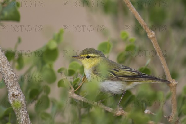 Wood Warbler (Phylloscopus sibilatrix), Oman