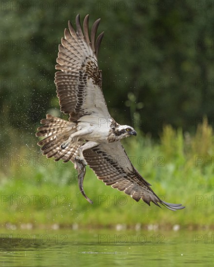 Western osprey (Pandion haliaetus) hunting with a trout, Aviemore, Scotland, Great Britain
