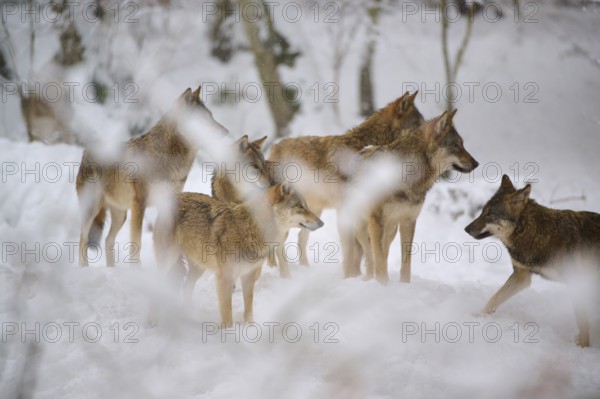 Six wolves, together in the snowy forest, watching and alert, winter, wolf (Canis lupus), Germany
