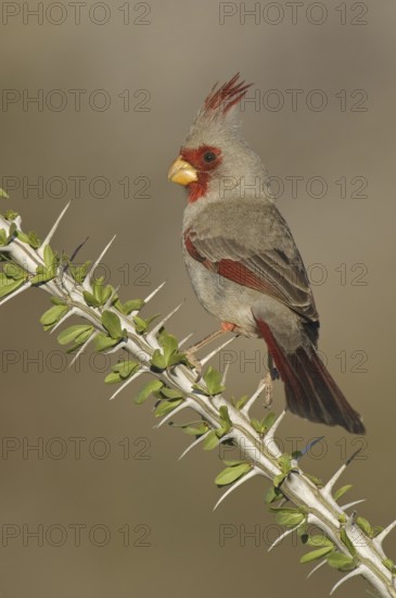 Pyrrhuloxia (Cardinalis sinuatus) male, Arizona, USA