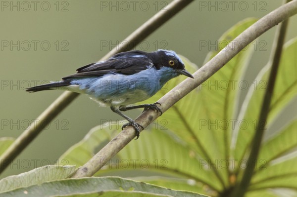 Black-faced Dacnis (Dacnis lineata) male, Ecuador