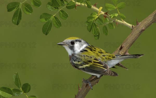 Chestnut-sided Warbler (Setophaga pensylvanica), Texas, USA