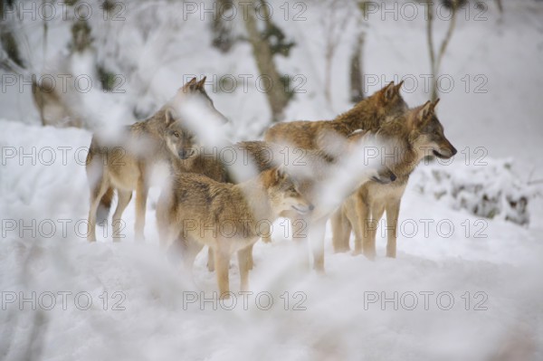 A pack of wolves stands in a snowy forest, surrounded by white branches, Winter, Wolf (Canis lupus), Germany