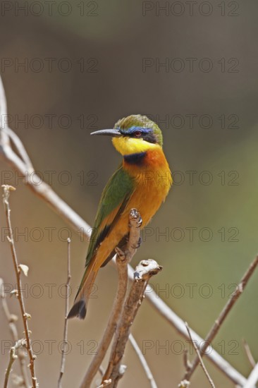 Cinnamon-chested Bee-eater (Merops oreobates), Samburu, Kenya