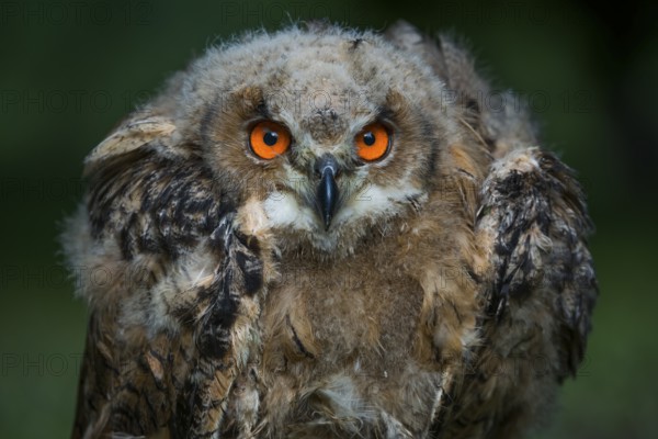 Eurasian Eagle-Owl (Bubo bubo) juvenile, Rhineland-Palatinate, Germany