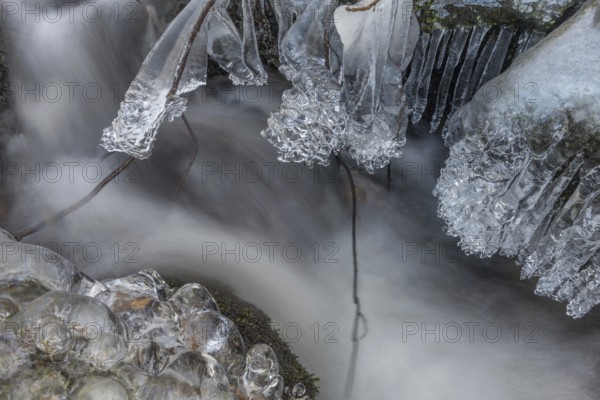 Branches are covered with ice near the river. The water flows gently and forms ice formations on the land and between the rocks. Upper Rhine, Vosges, Alsace, France