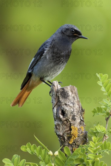 Black Redstart (Phoenicurus ochruros) male, St. Gallen, Switzerland