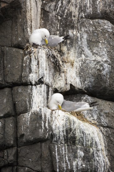 Black-legged Kittiwake (Rissa tridactyla) on nest, Farne Islands, United Kingdom