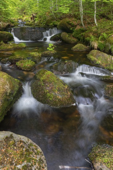 Kleine Ohe creek below Waldhaeuser village in the Bavarian Forest Nationalpark. Flowing water, little cascades, mossy stones and fresh green vegetation