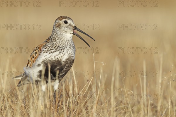 Dunlin (Calidris alpina) calling, Alaska, USA