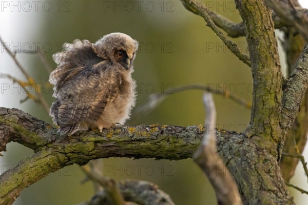Long-eared owl, juvenile, chick, (Asio otus), animals, birds, owls, perch, tree, Hockenheim, Baden-Württemberg, Federal Republic of Germany
