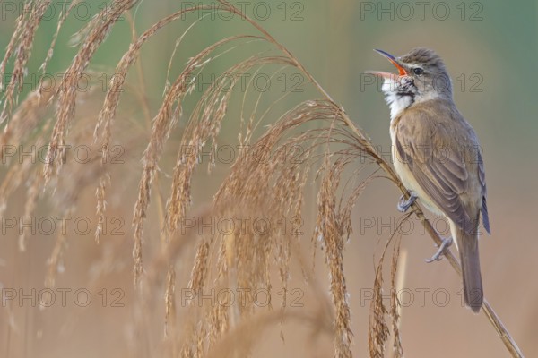 Reed warbler, (Acrocephalus arundinaceus), reedbed perch, biotope, habitat, animals, birds, songbird, reed warbler genus, Lobau, Vienna, Donaustadt, Vienna, Austria