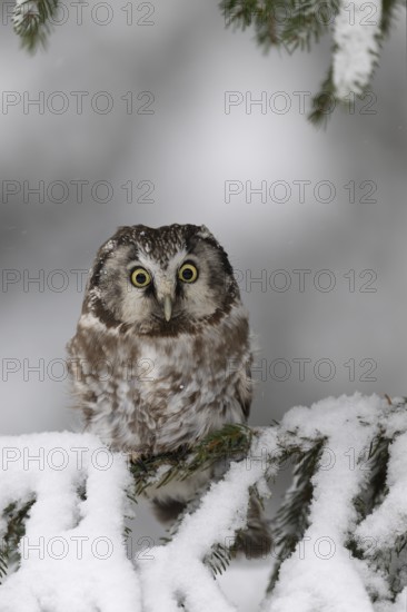 Long-eared owl (Asio otus) in a winter forest, Czech Republic