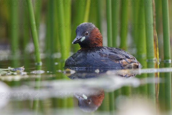 Little Grebe (Tachybaptus ruficollis), North Rhine-Westphalia, Germany